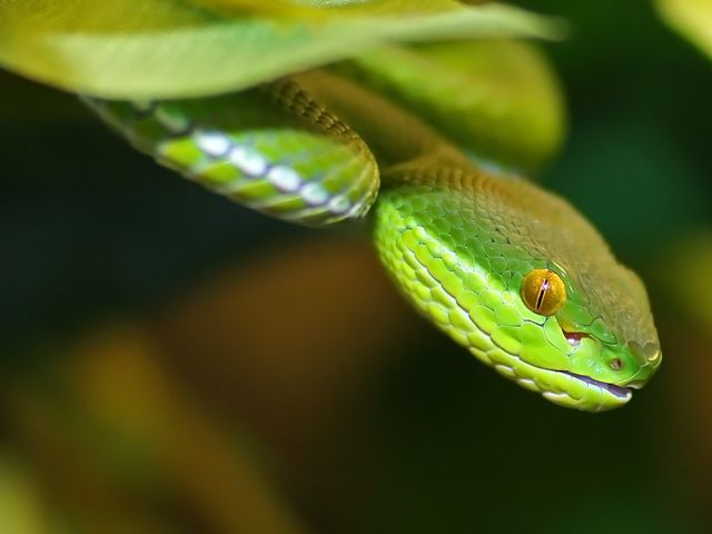 Reptilienzoo Scheidegg